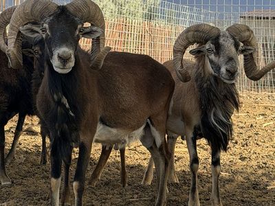 Hair Sheep Rams