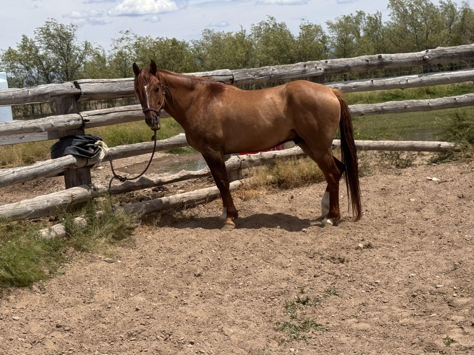6 year old grade gelding