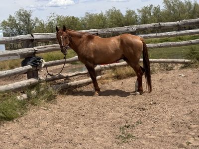 6 year old grade gelding