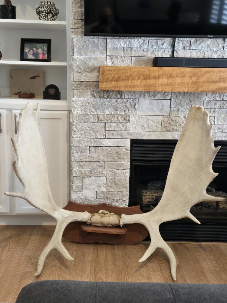 Large Moose Antlers with Skull Cap Mount