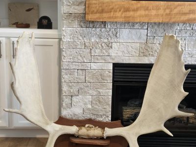 Large Moose Antlers with Skull Cap Mount