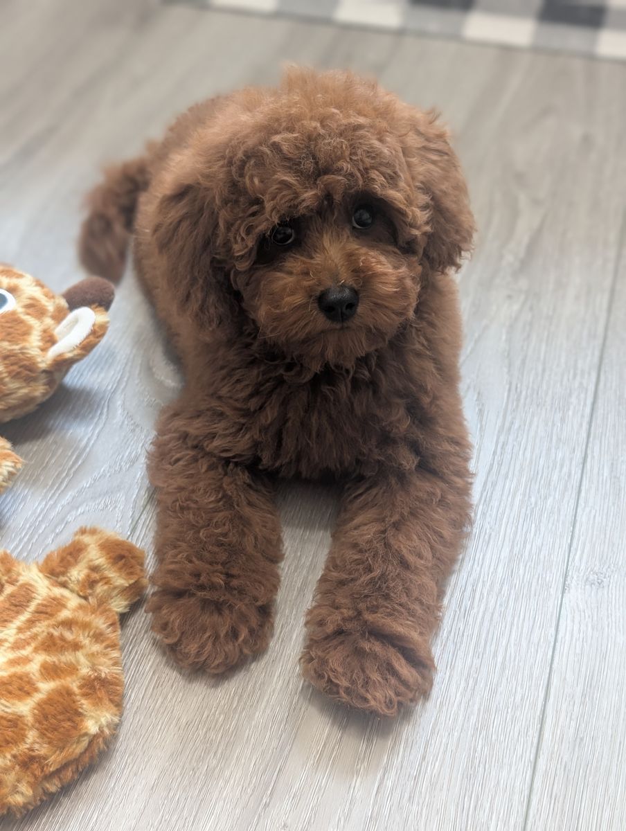 Dark Red Mini Poodle