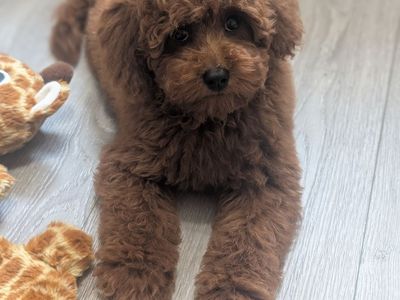 Dark Red Mini Poodle