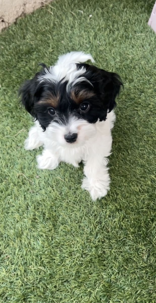 Tri-Color Cavapoo Girls