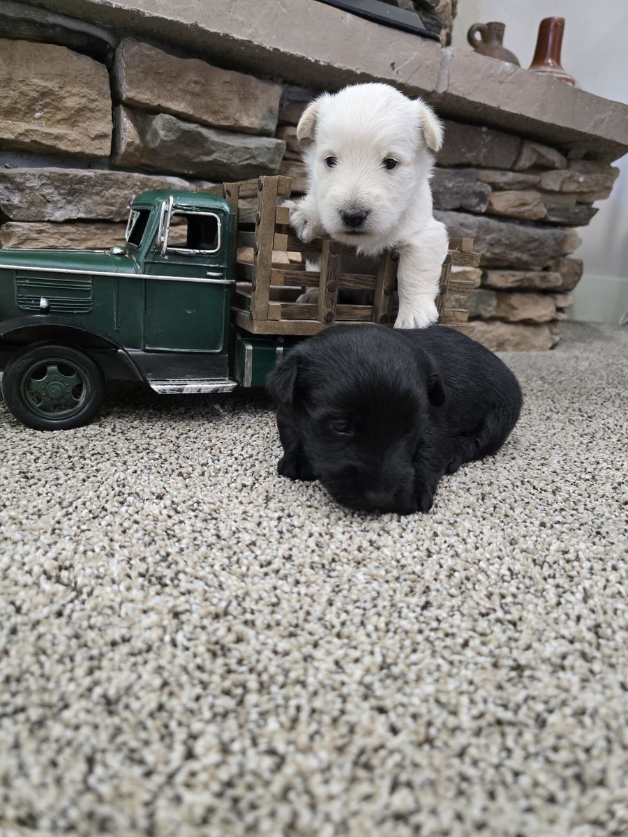 Scottish Terrier puppies