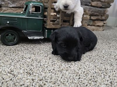 Scottish Terrier puppies