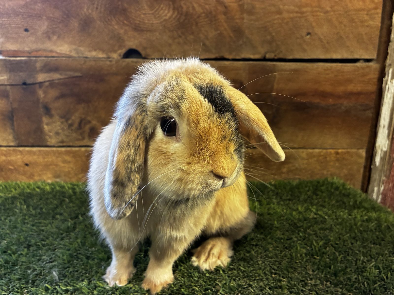 Free Holland Lop