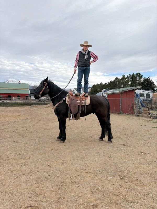 Black 7 year old Half Draft Gelding