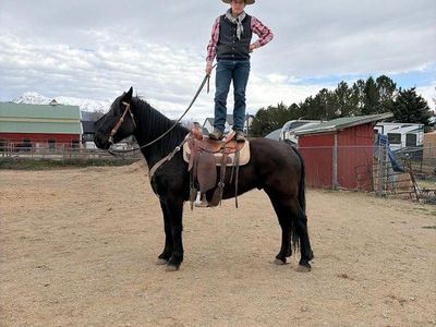 Black 7 year old Half Draft Gelding