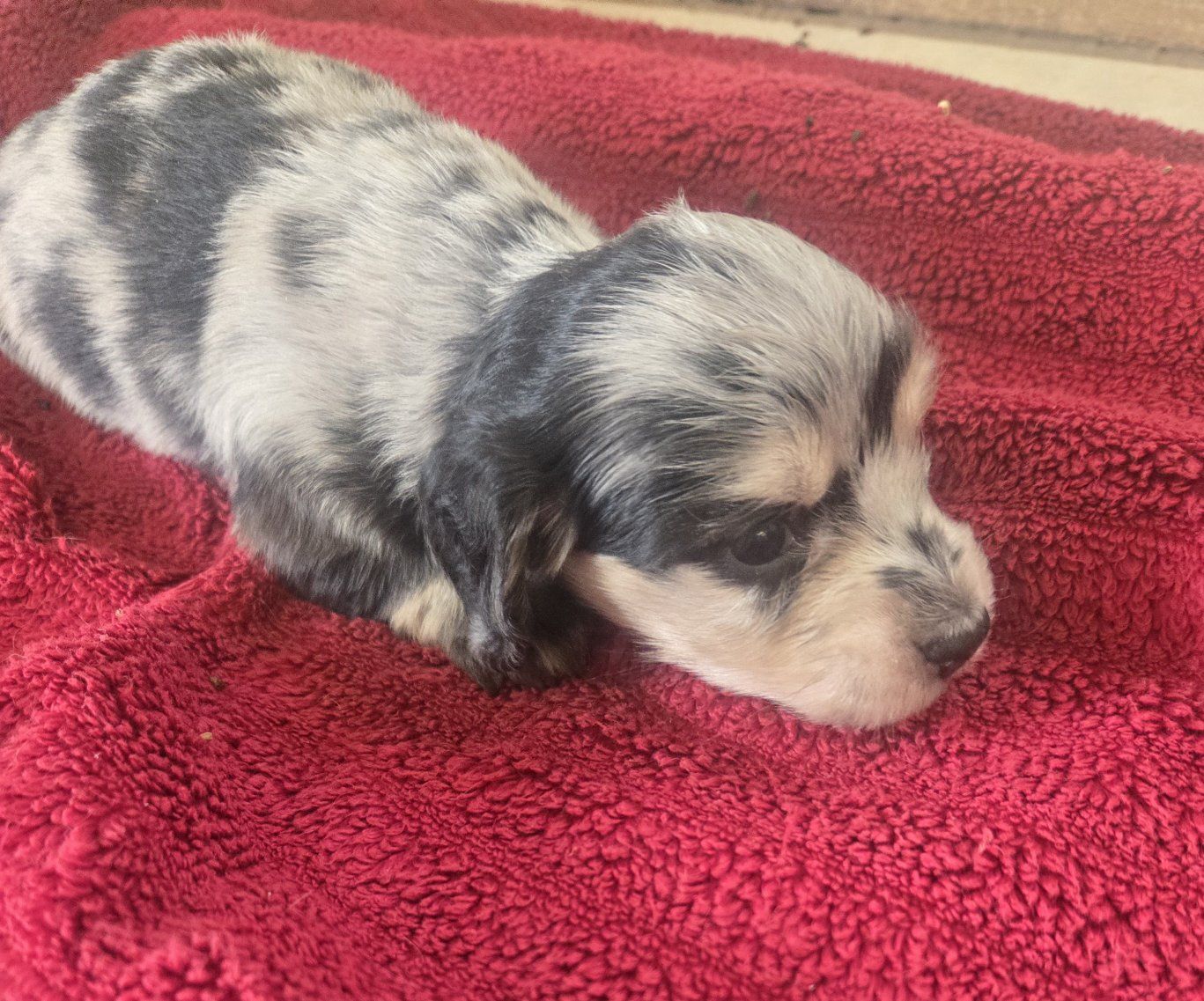 akc Ltd reg mini longhair dachshund puppies