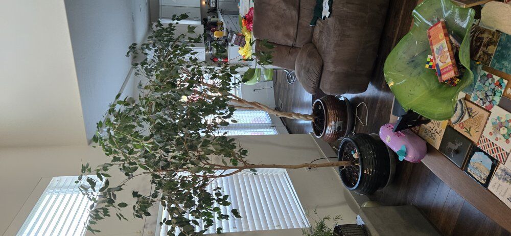 House trees and plants lot
