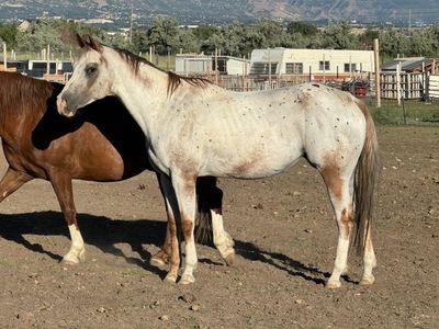 Registered Appaloosa Mare