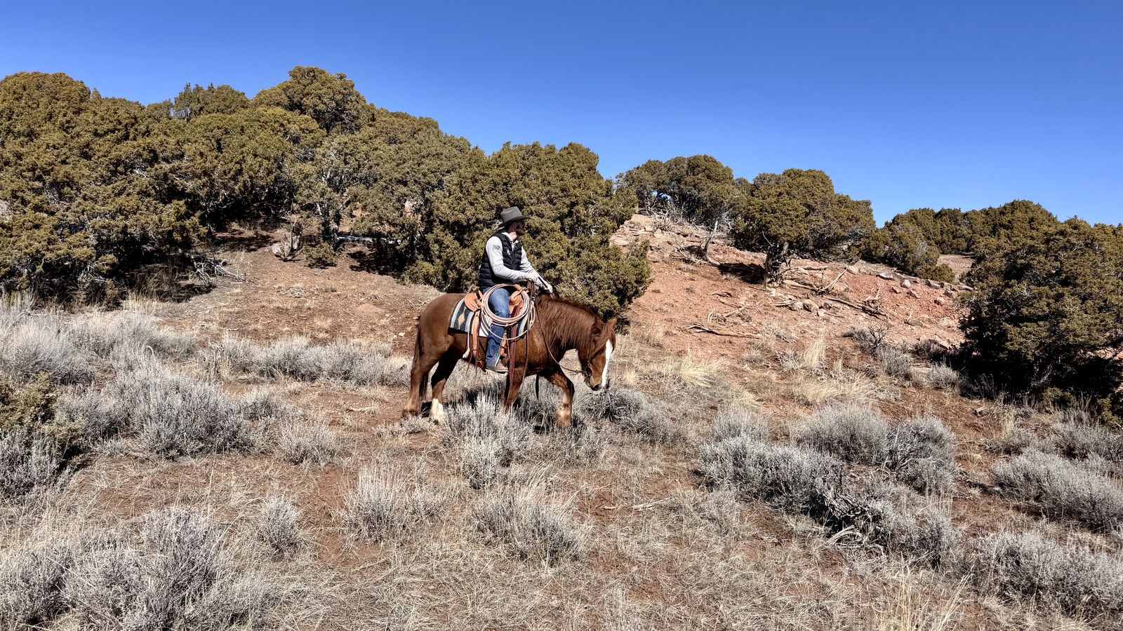 4 Year Old Half Gypsy