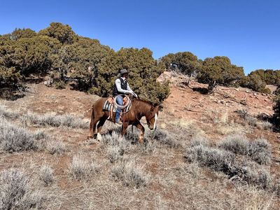 4 Year Old Half Gypsy