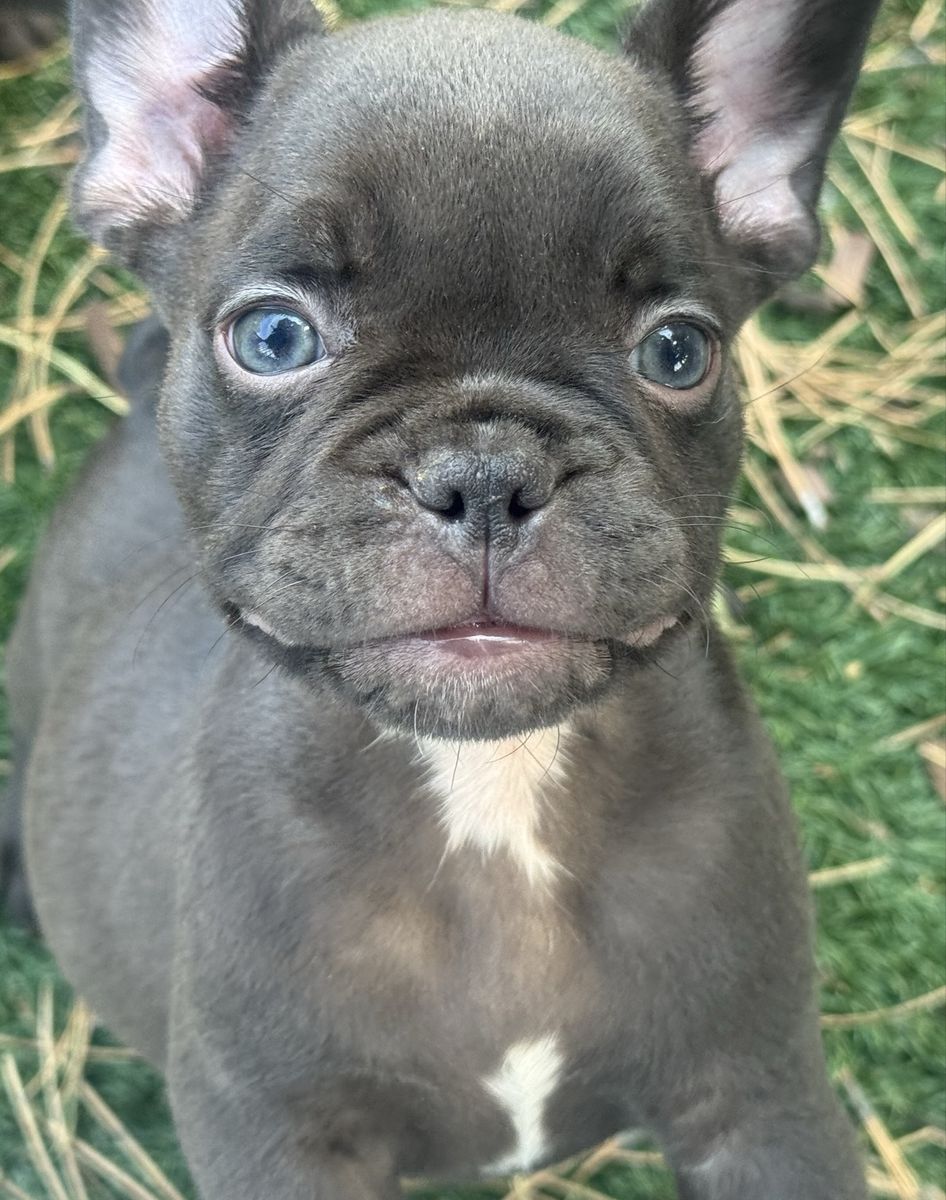 French bulldog / frenchy / frenchies