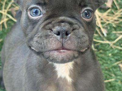 French bulldog / frenchy / frenchies