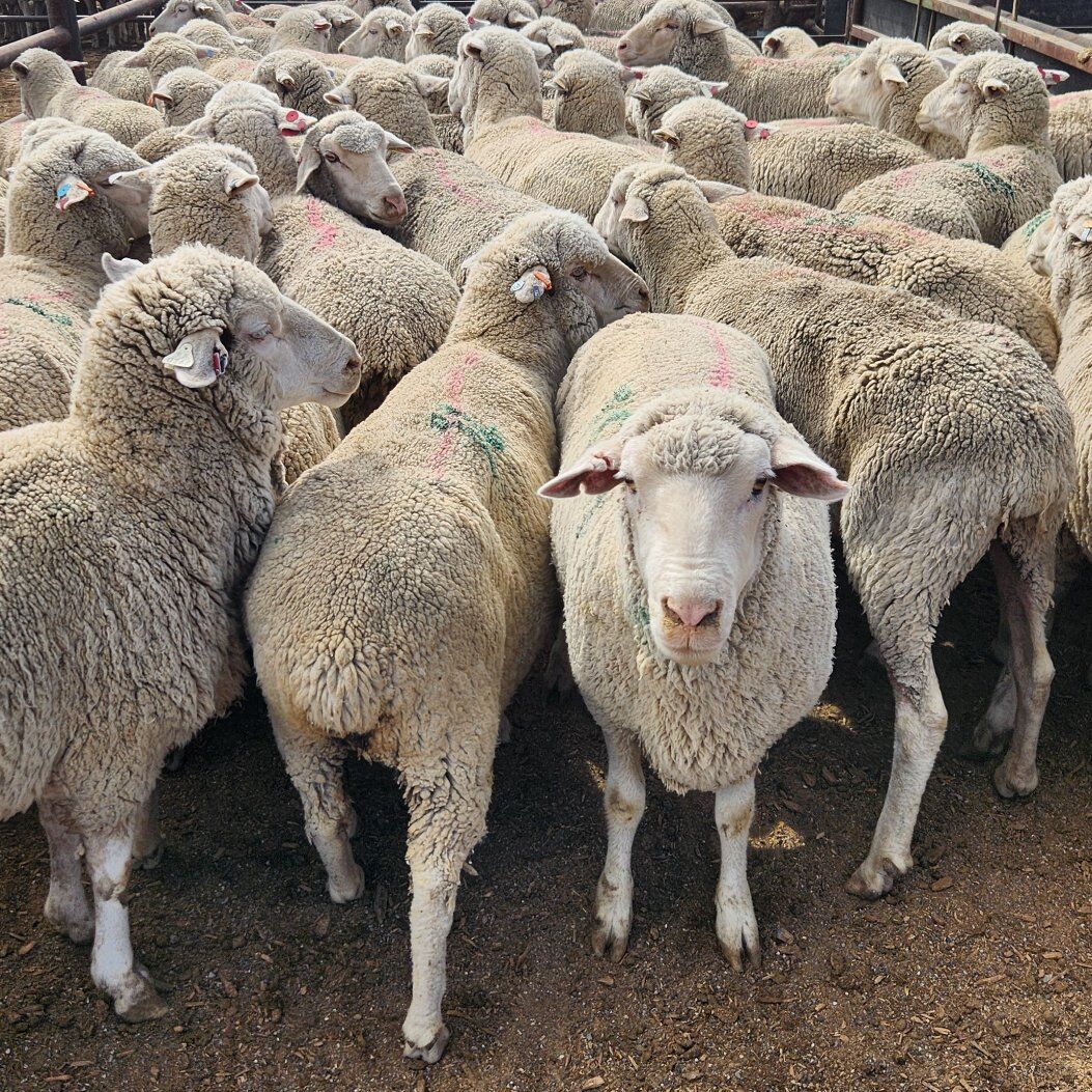 Sheep/goats ready for the dinner table