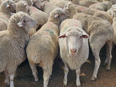 Sheep/goats ready for the dinner table