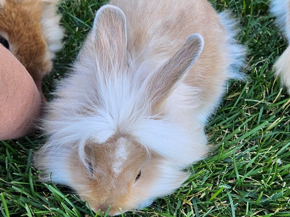 4 Friendly Fluffy baby bunnies