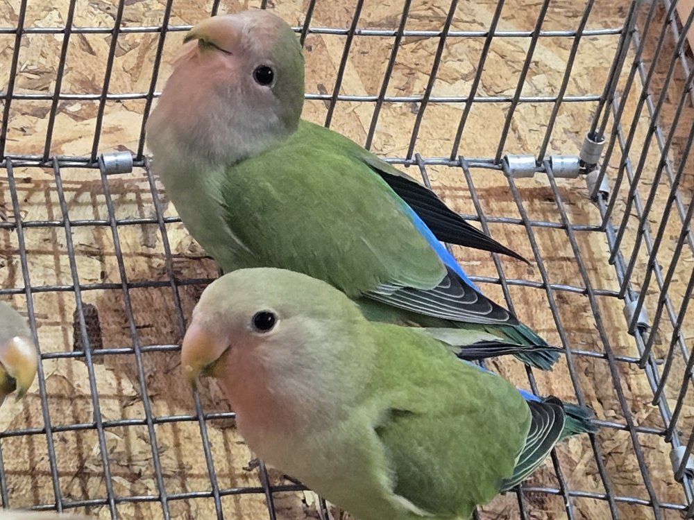 lovebird peach face