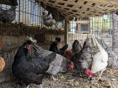 Various laying hens