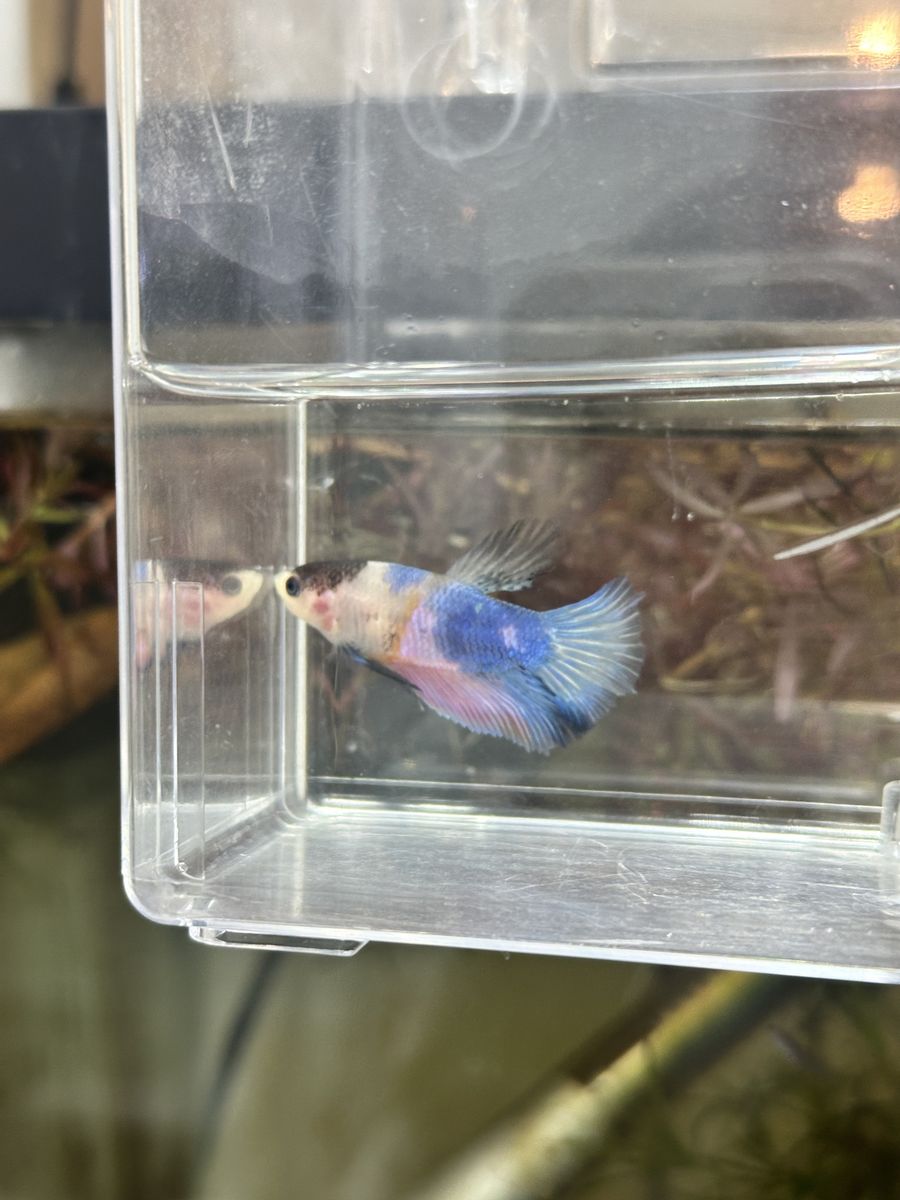 Tangerine koi Betta Fish (free plants)
