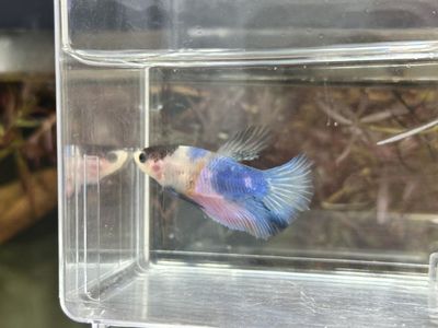 Tangerine koi Betta Fish (free plants)
