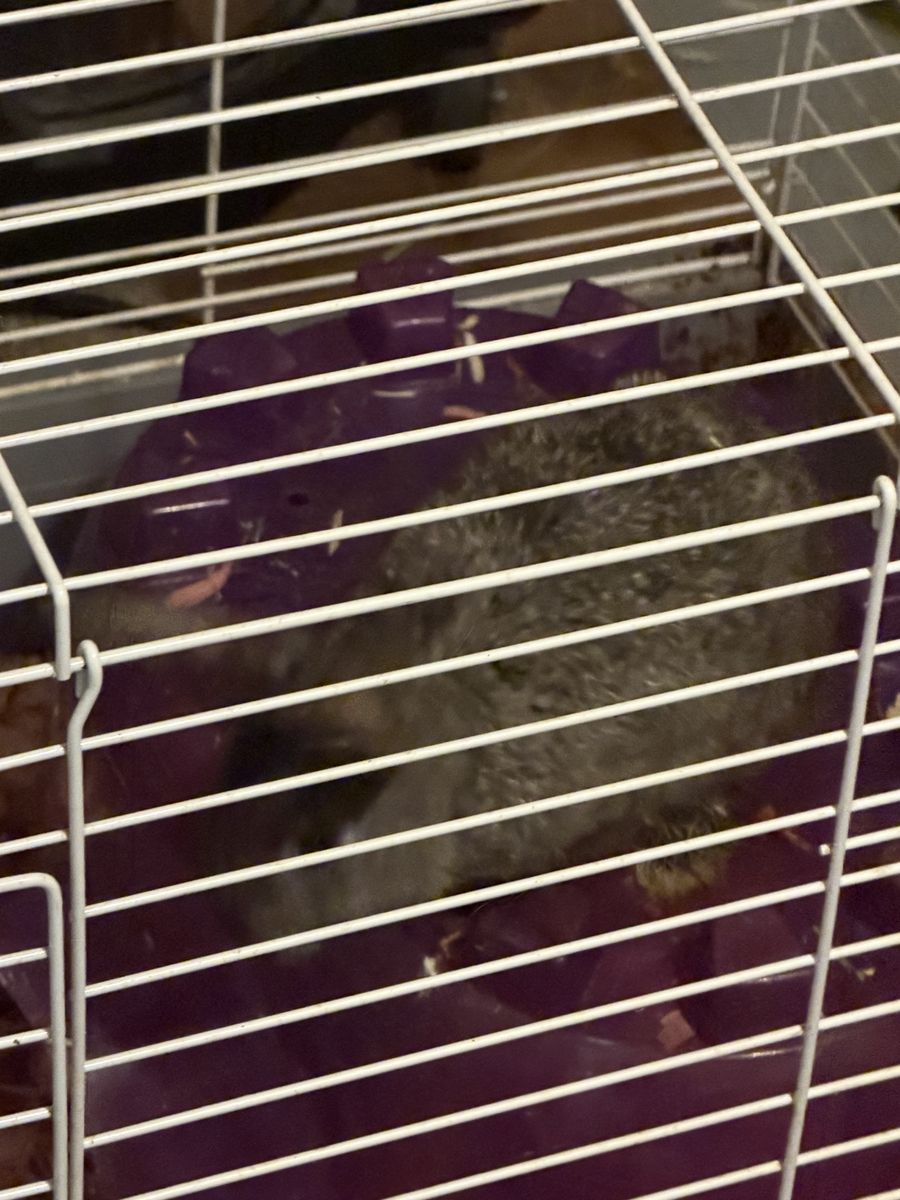 Baby Dwarf rex Bunnies