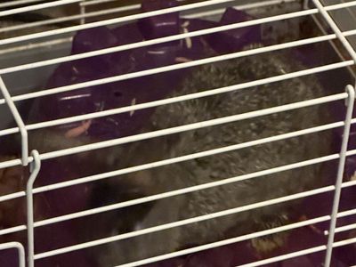 Baby Dwarf rex Bunnies