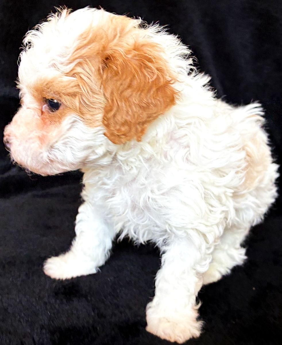 TINY 4-6lbs micro Cavapoochon puppies (cavapoo/bichpoo/poochon/poodle/maltipoo/doodle)