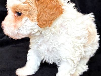 TINY 4-6lbs micro Cavapoochon puppies (cavapoo/bichpoo/poochon/poodle/maltipoo/doodle)