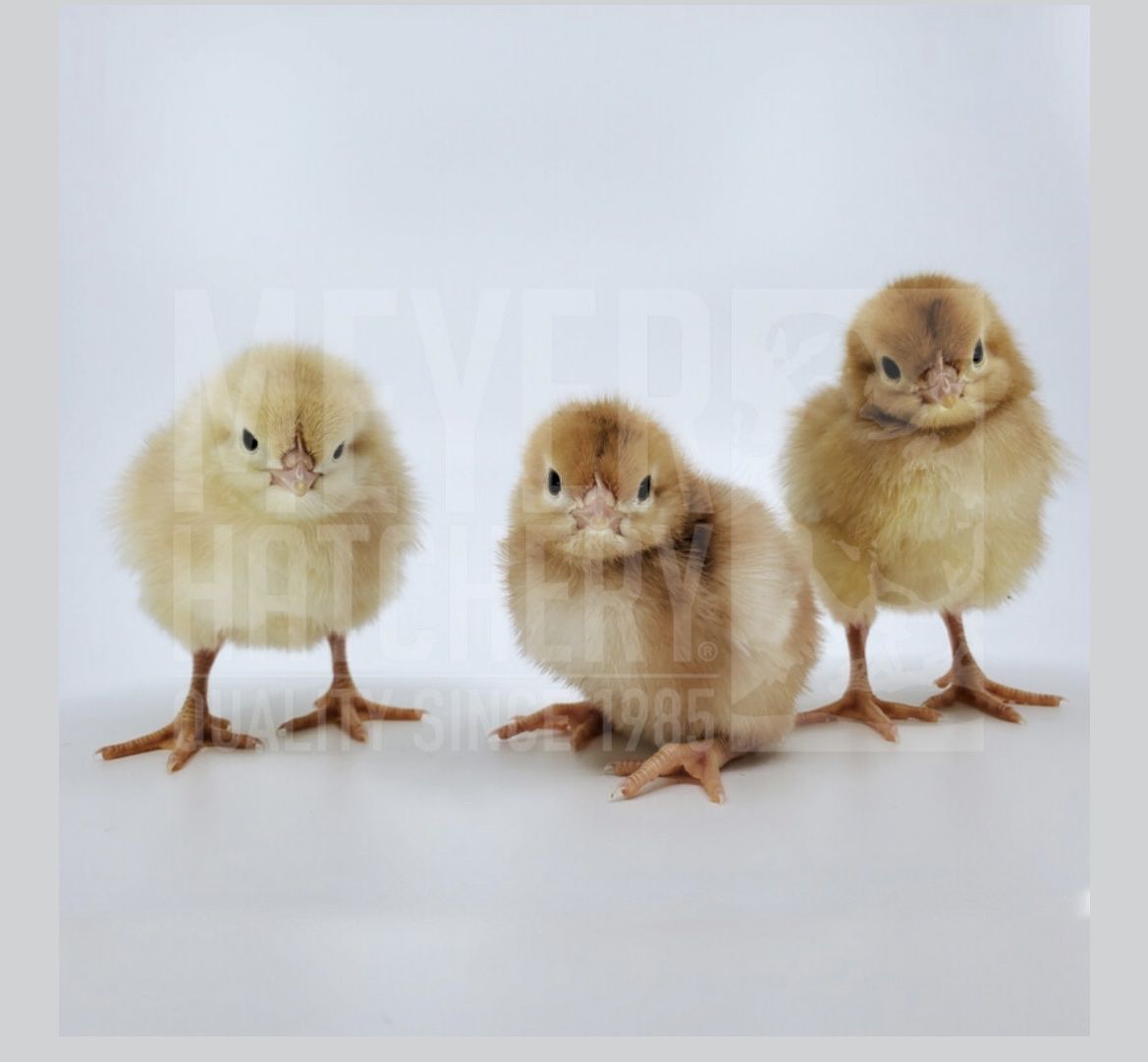 Golden Buff Female Chicks - Marek's Vaccinated, Healthy, Hatched 7/26/26
