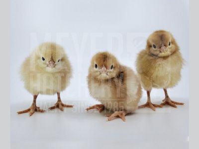 Golden Buff Female Chicks - Marek's Vaccinated, Healthy, Hatched 7/26/26