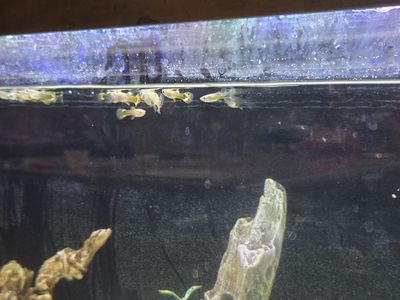 Guppies for sale
