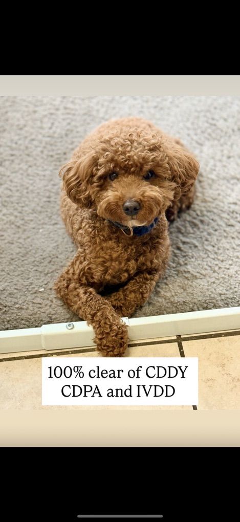 100% Clear 10 Pound AKC Mini Poodle Stud