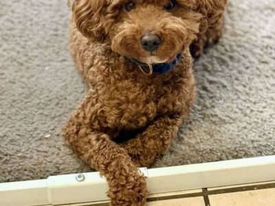 100% Clear 10 Pound AKC Mini Poodle Stud