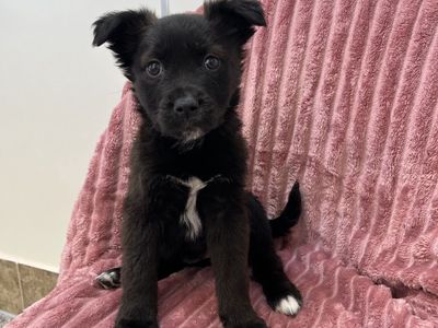 Hello my name is Campbell