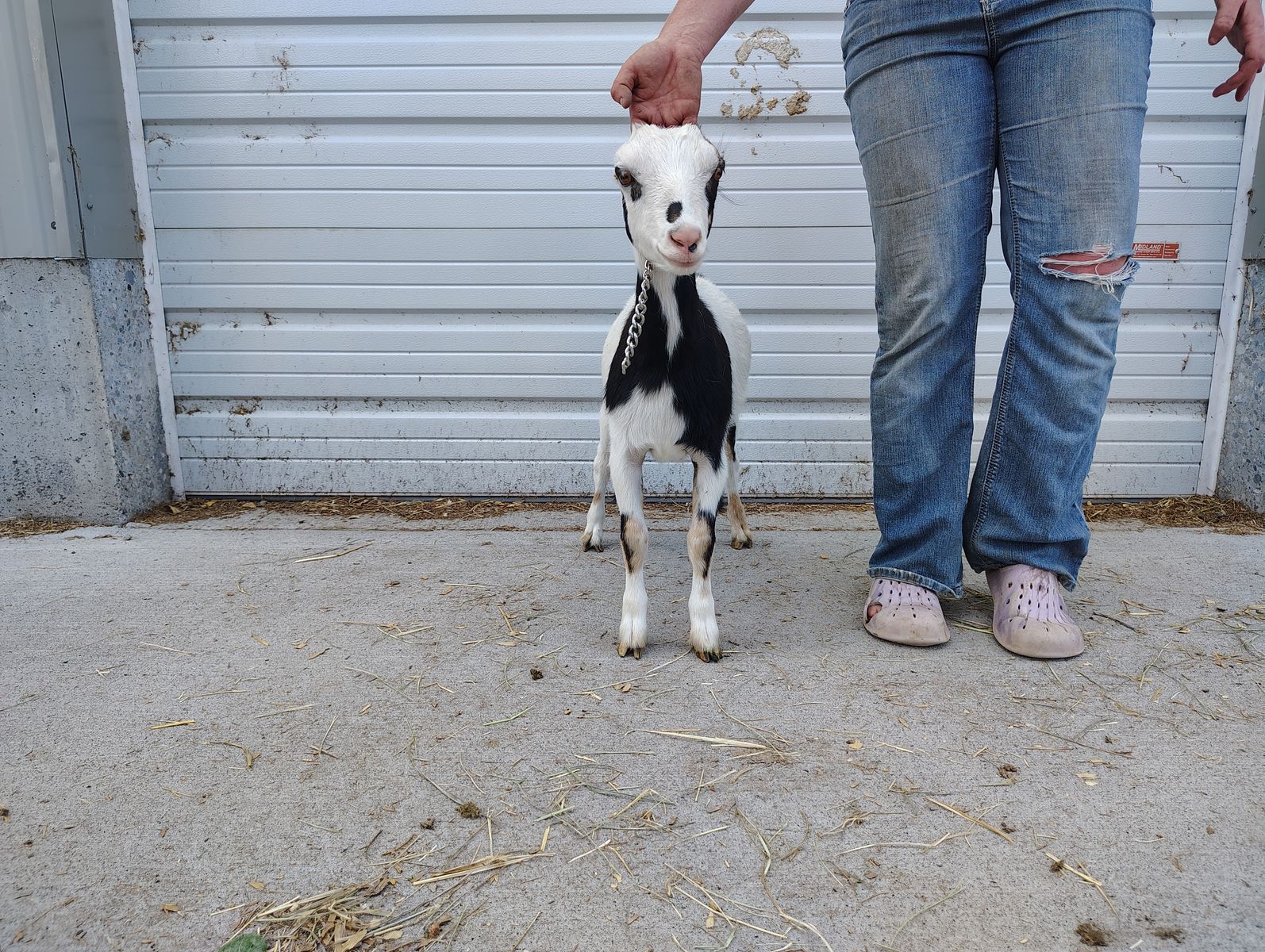 Milk Doe and Doeling
