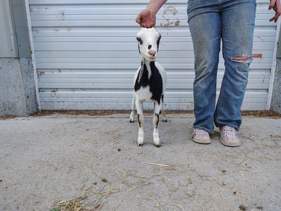 Milk Doe and Doeling