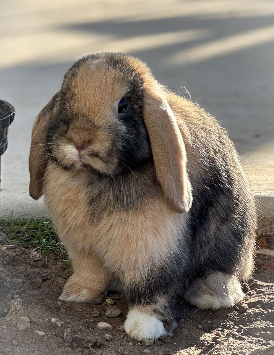 Proven VM Harlequin Holland Lop Doe