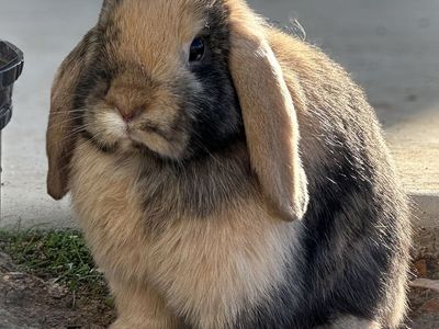 Proven VM Harlequin Holland Lop Doe