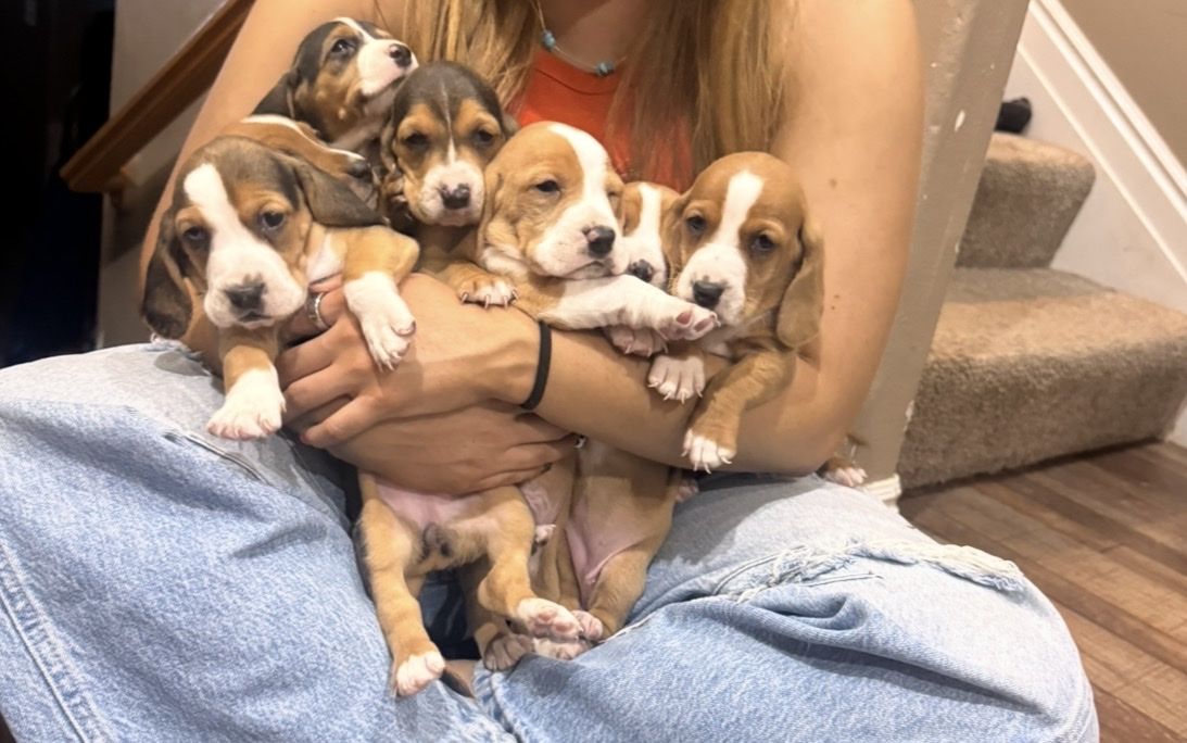 Bassett Hound puppies