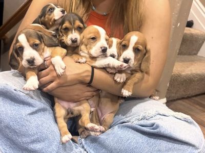 Bassett Hound puppies