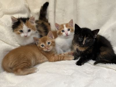 2 Sweet Boys Left!! 9 Weeks Old