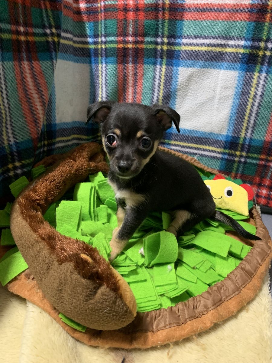 9 Week Old Chihuahua Puppy With A Cherry Eye