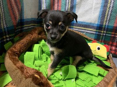 9 Week Old Chihuahua Puppy With A Cherry Eye