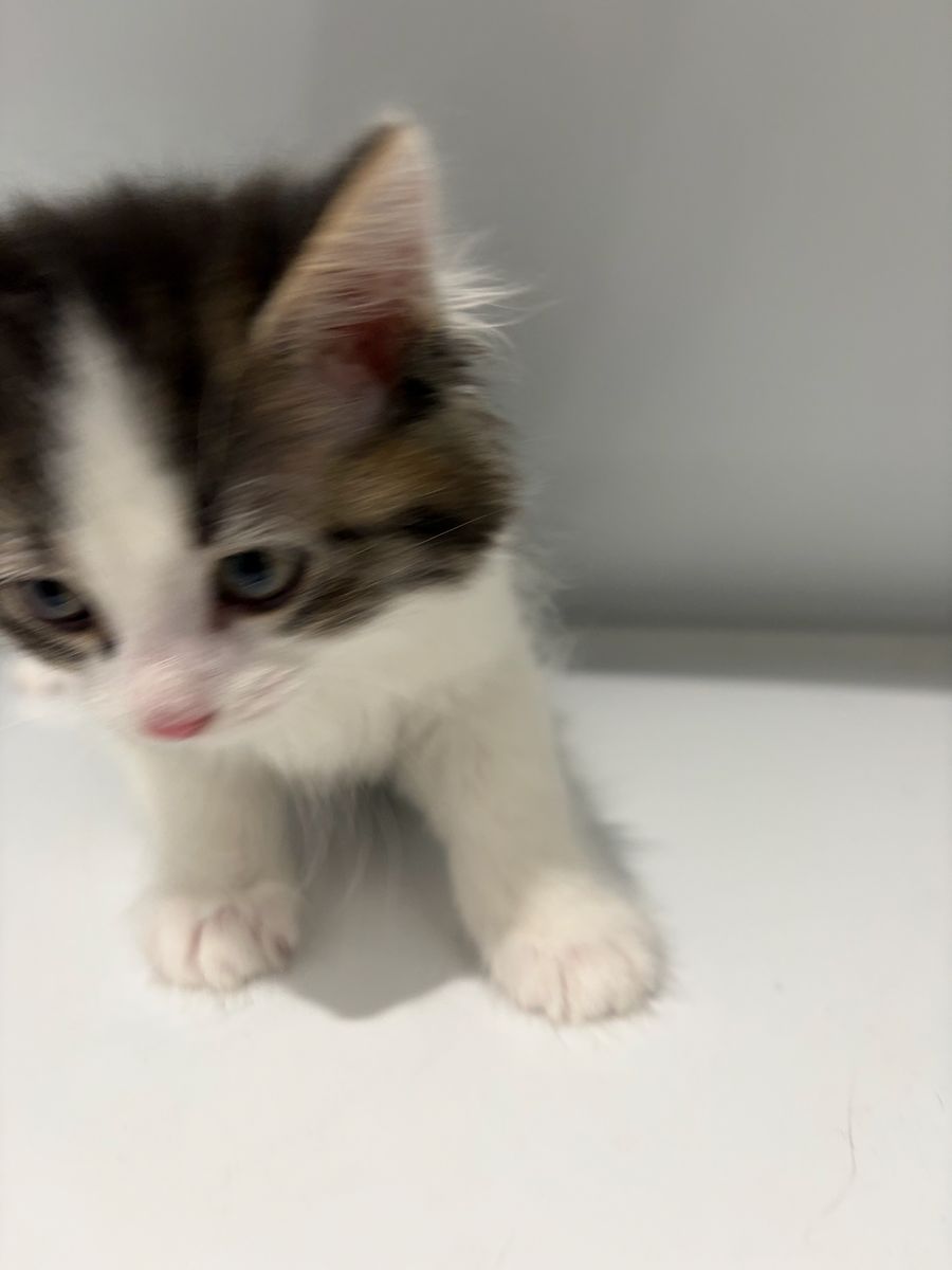Kittens