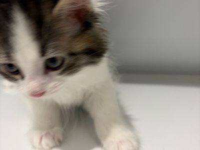 Kittens