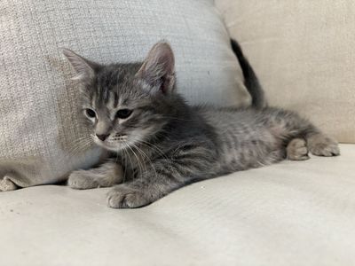 Playful kittens