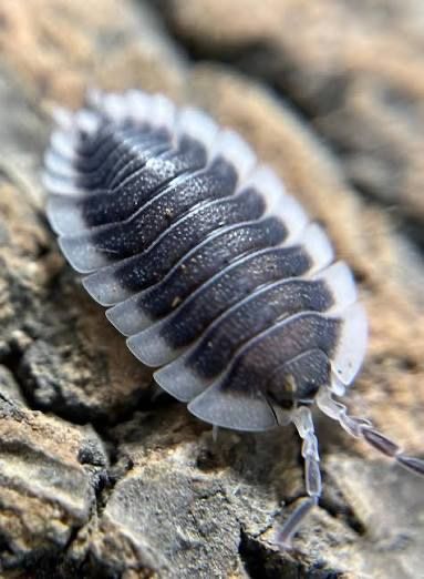 Greek Shield Isopod